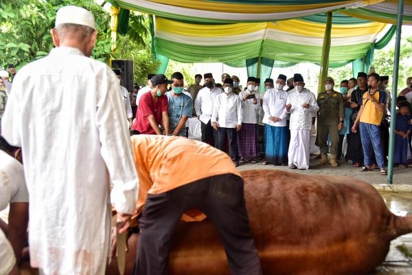 Gubernur Edy Rahmayadi Kurbankan Sembilan Ekor Sapi